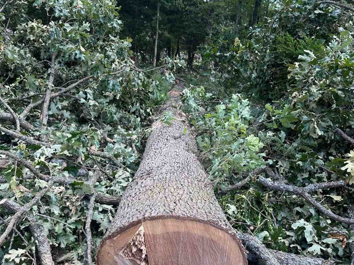 Luchos Tree Services