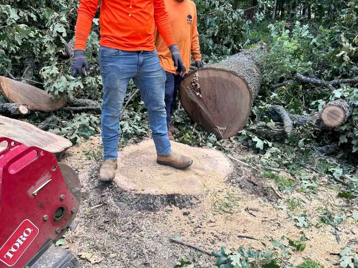 Luchos Tree Services