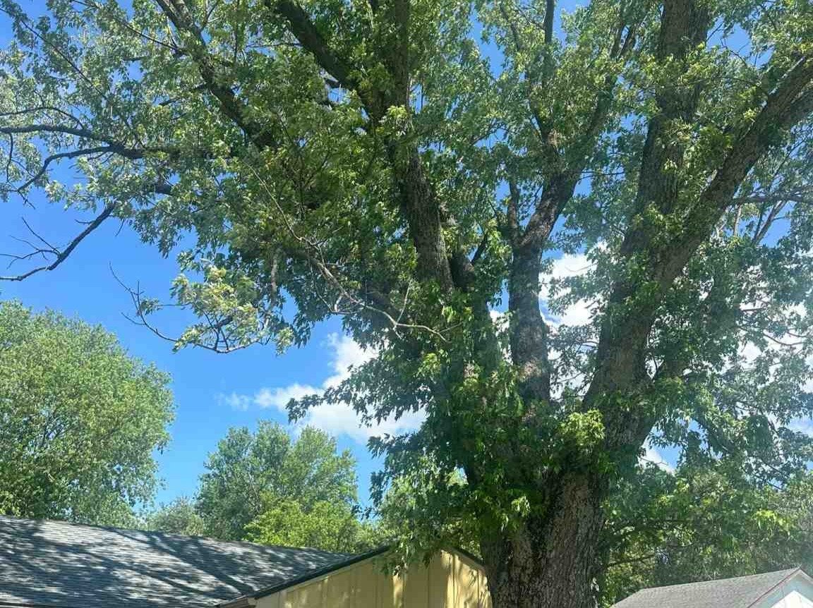 Luchos Tree Services