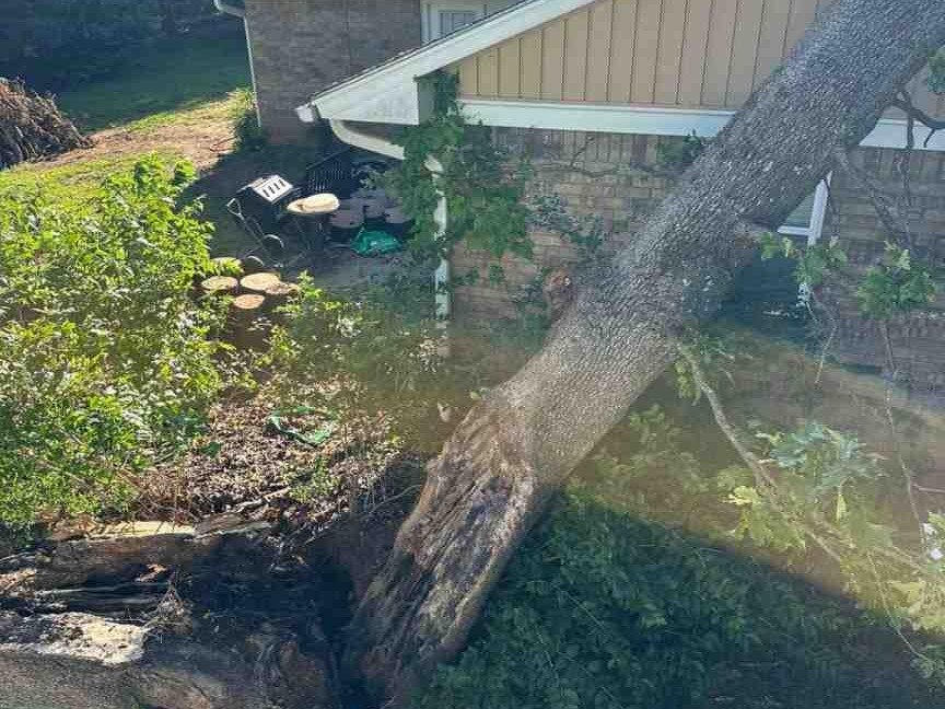 Luchos Tree Services