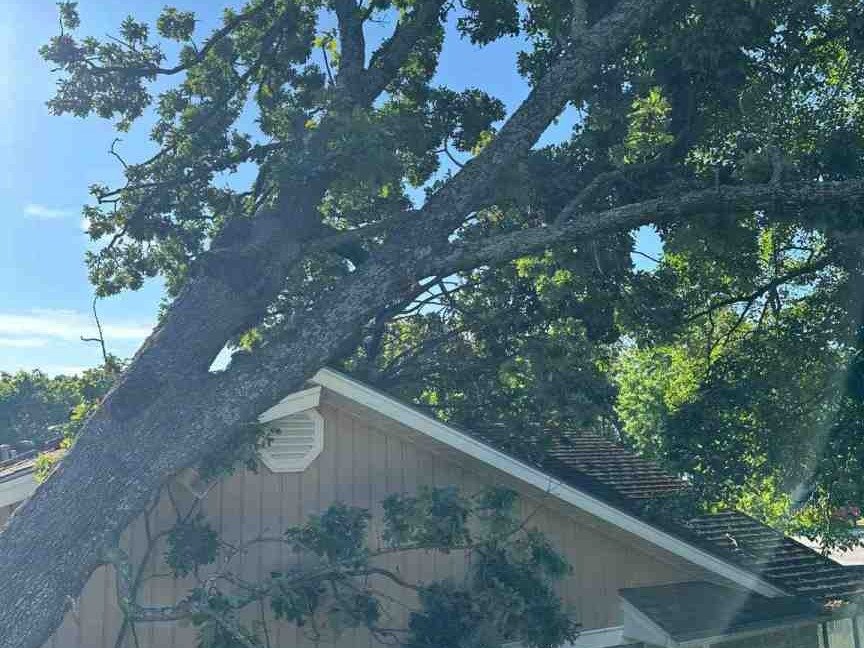 Luchos Tree Services