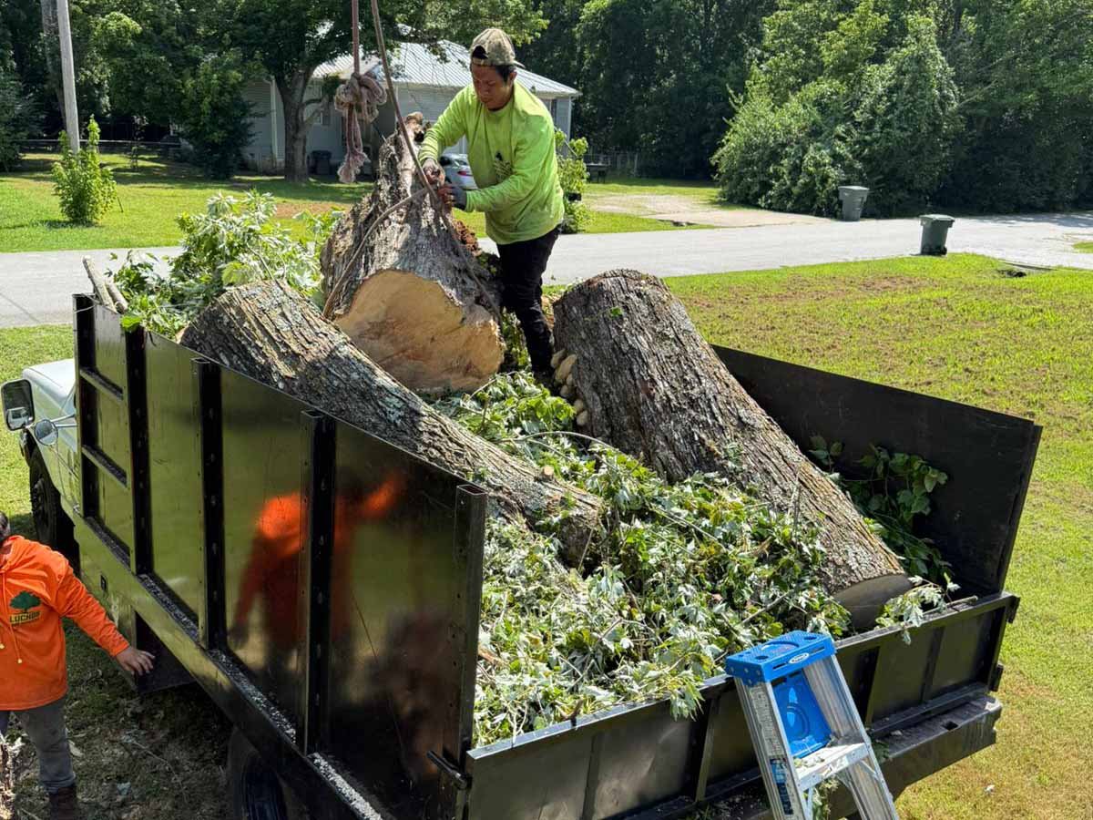 Luchos Tree Services