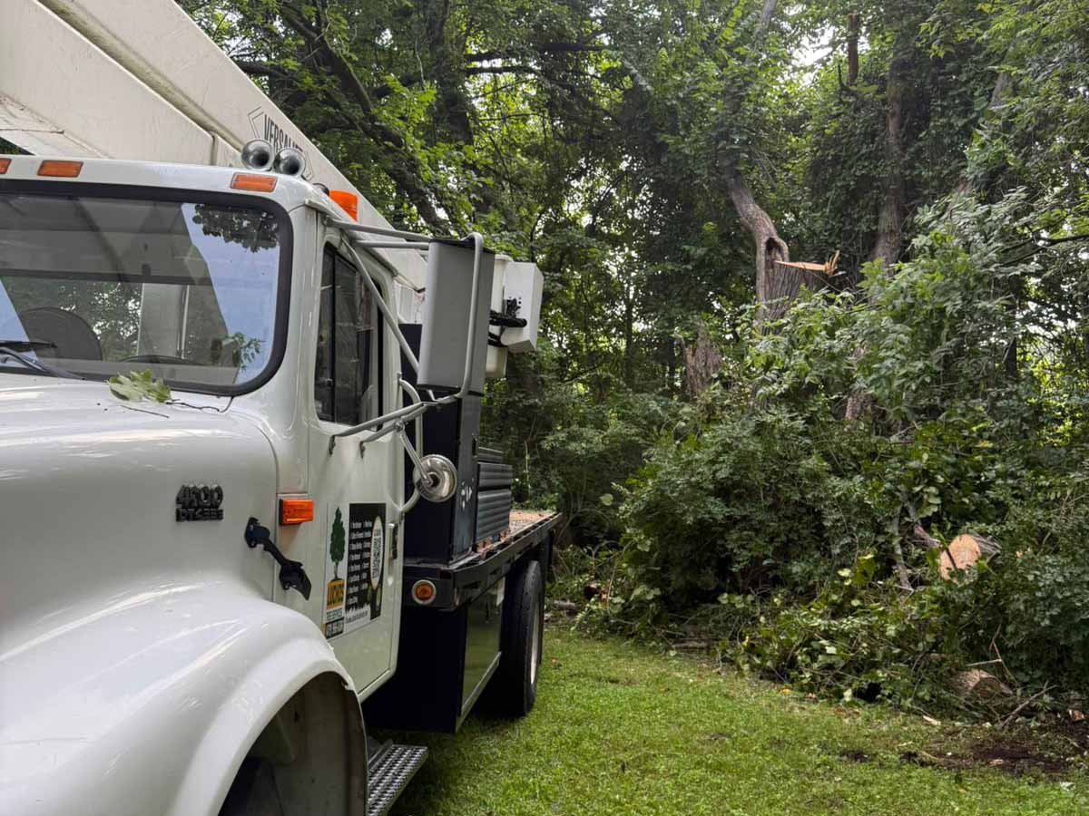 Luchos Tree Services