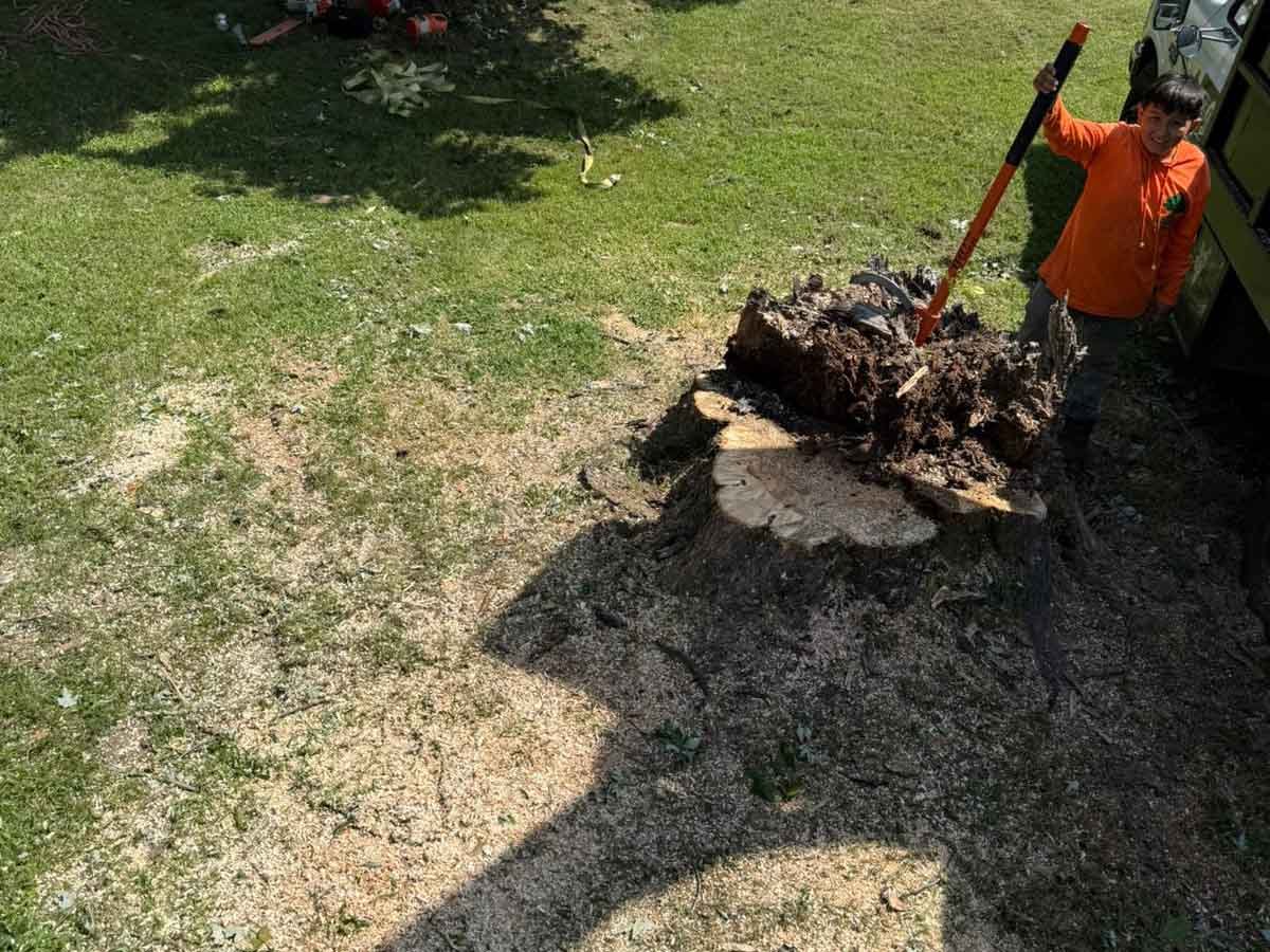 Luchos Tree Services