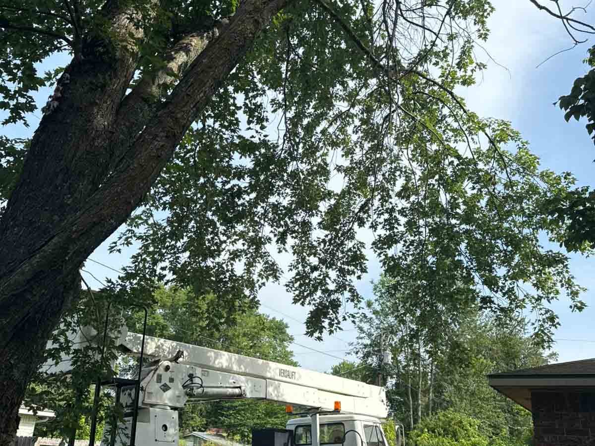 Luchos Tree Services