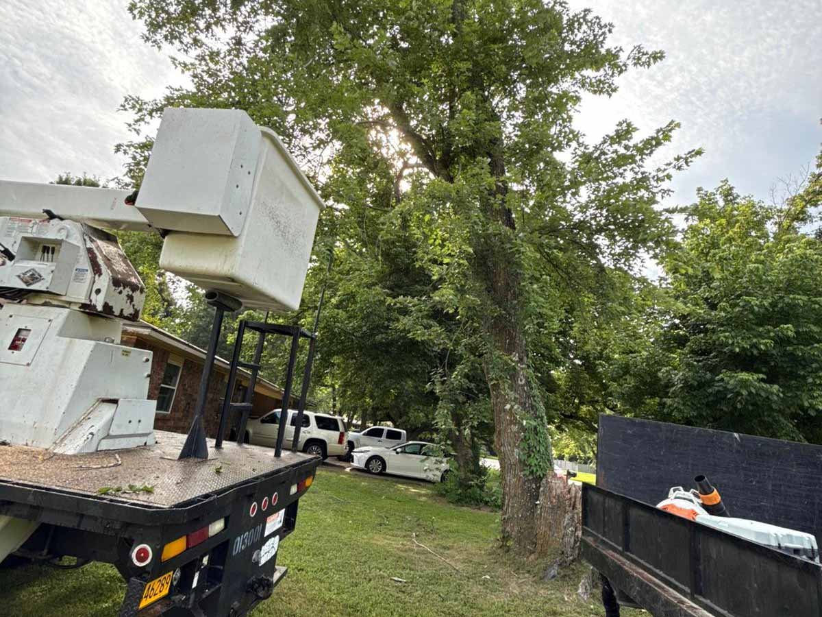 Luchos Tree Services