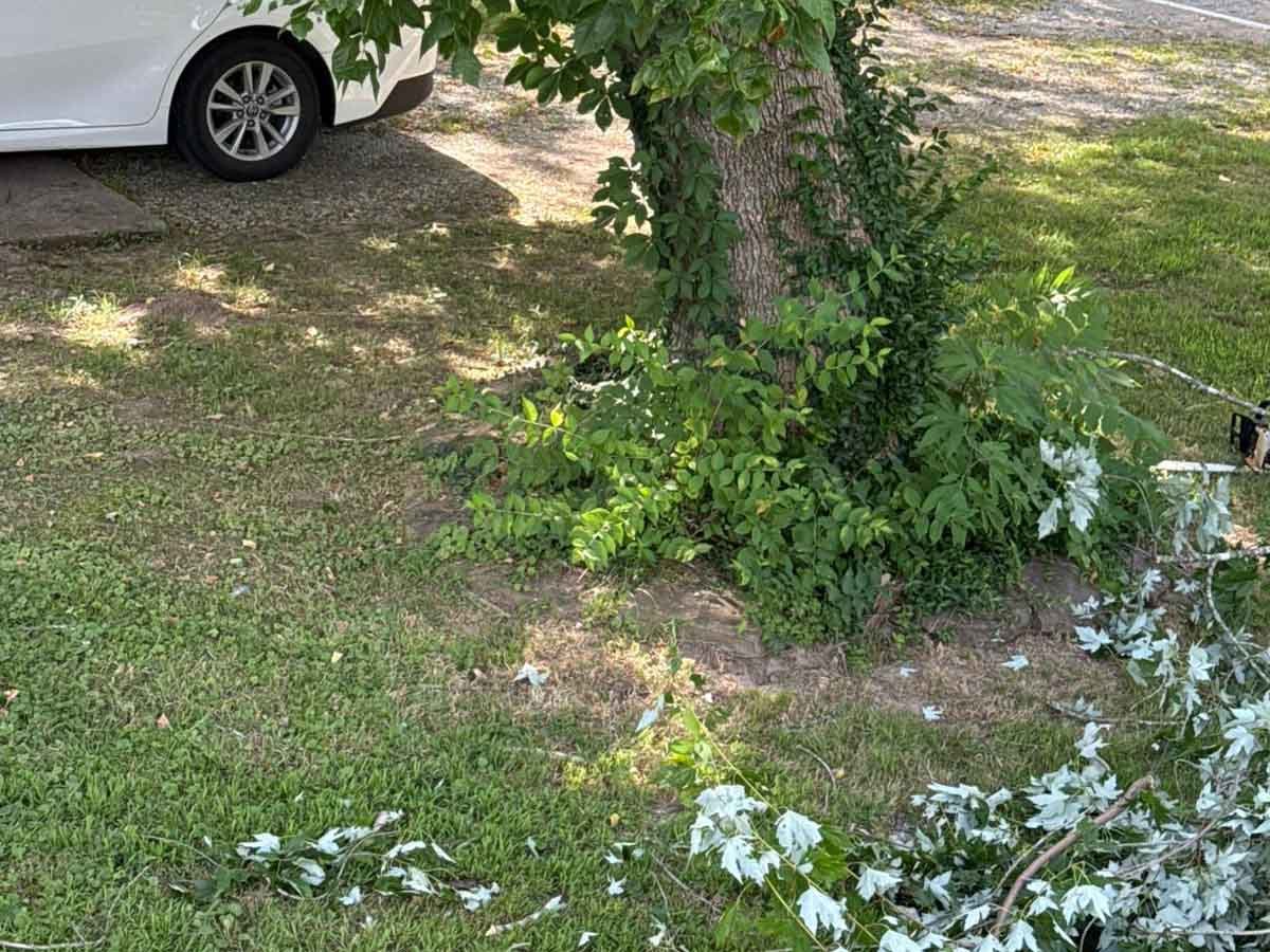 Luchos Tree Services