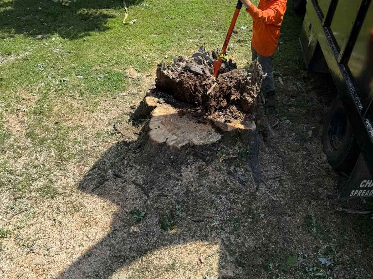 Luchos Tree Services