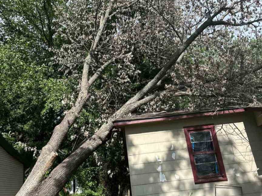 Luchos Tree Services