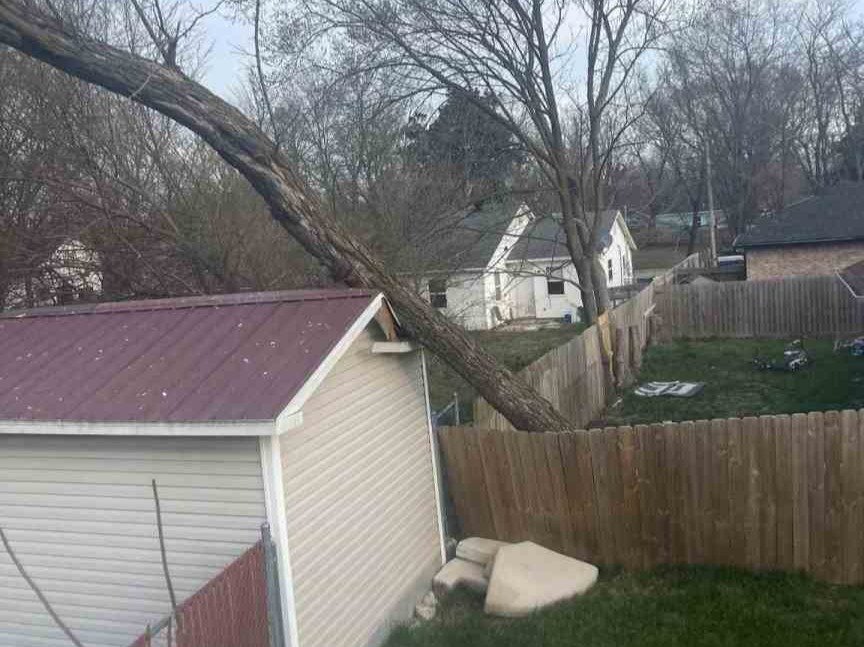 Luchos Tree Services