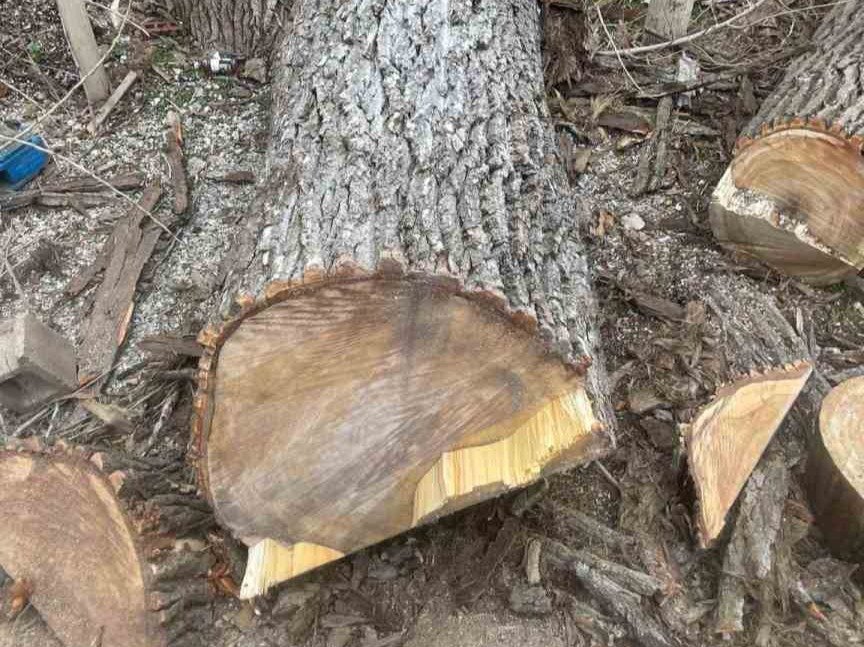 Luchos Tree Services