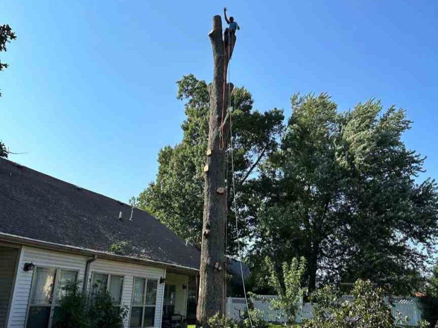 Luchos Tree Services