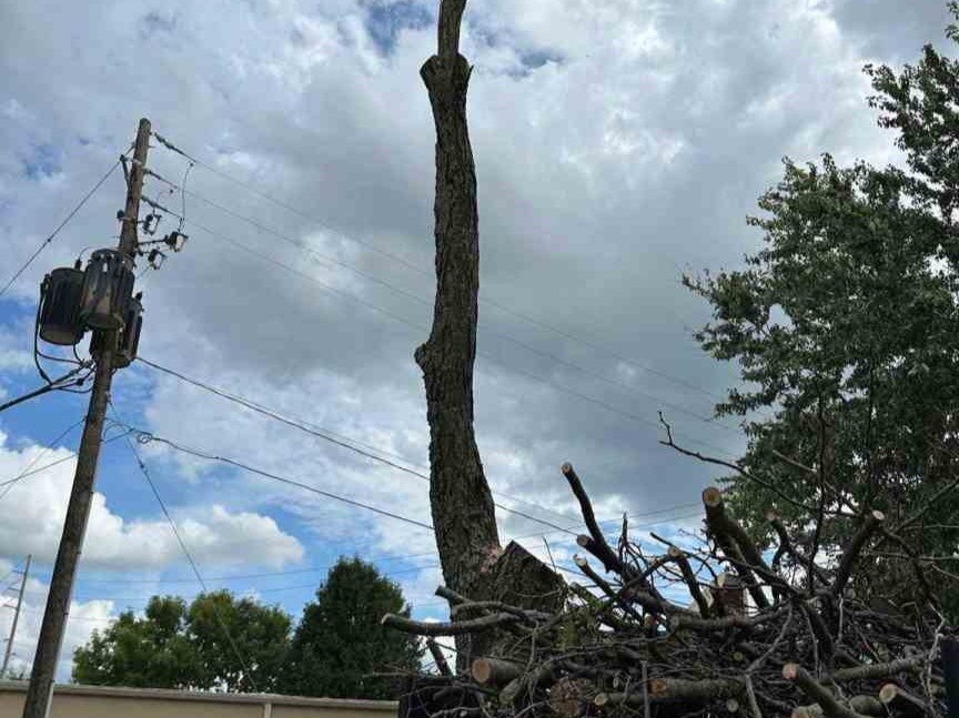 Luchos Tree Services