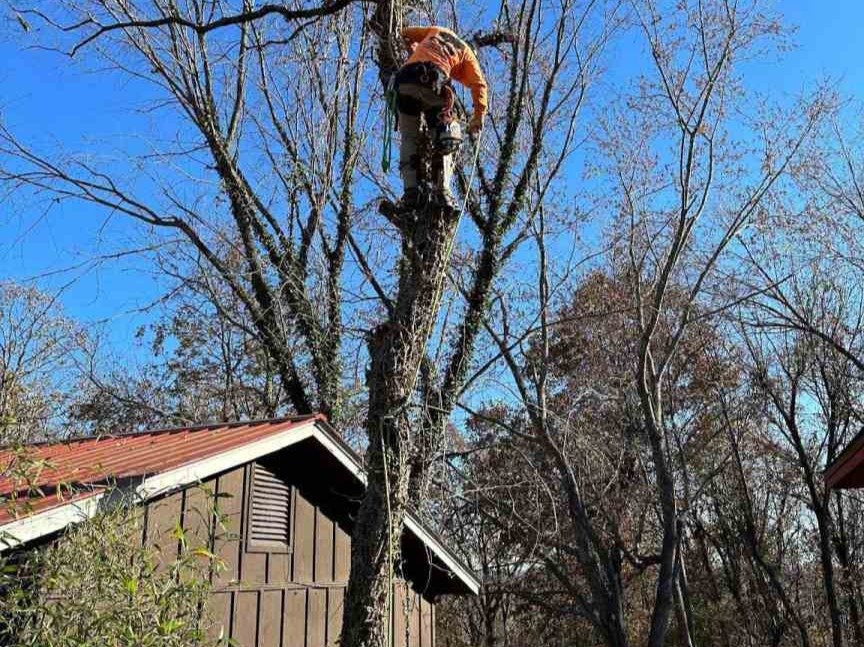 Luchos Tree Services