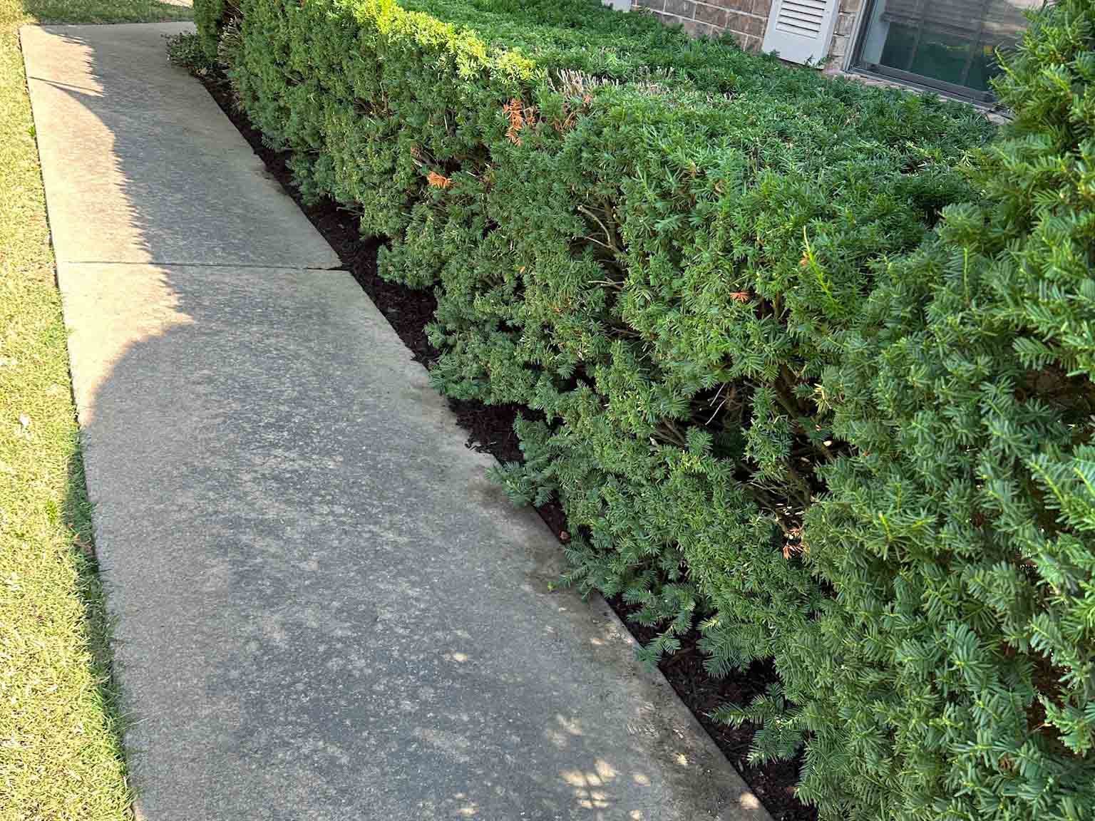 Luchos Tree Services