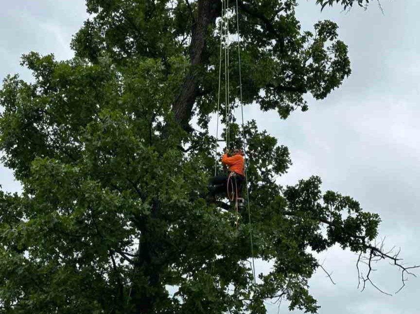 Luchos Tree Services