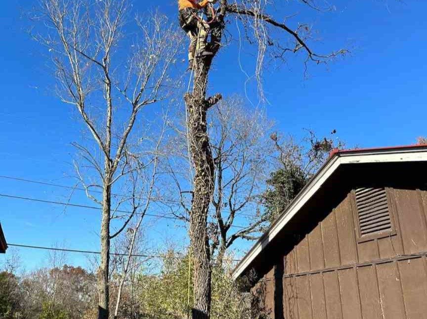 Luchos Tree Services