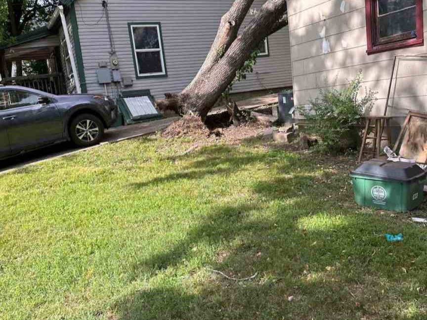 Luchos Tree Services