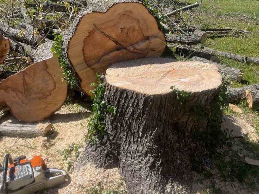 Luchos Tree Services