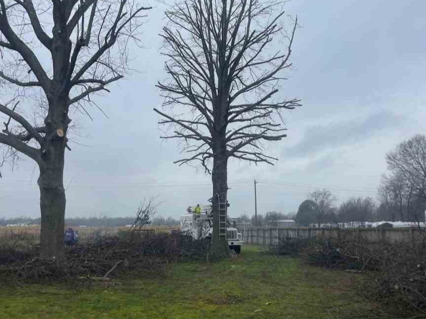 Luchos Tree Services