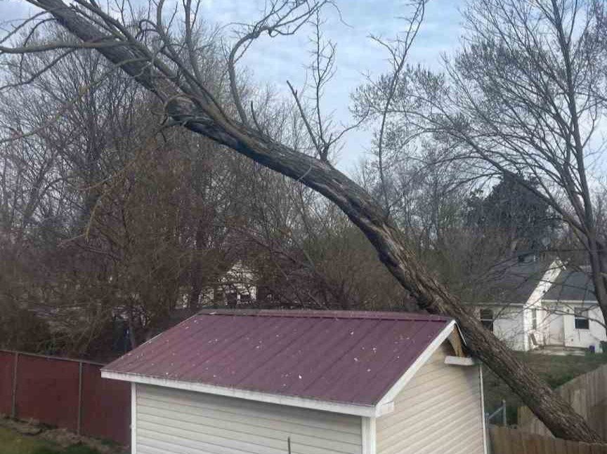 Luchos Tree Services