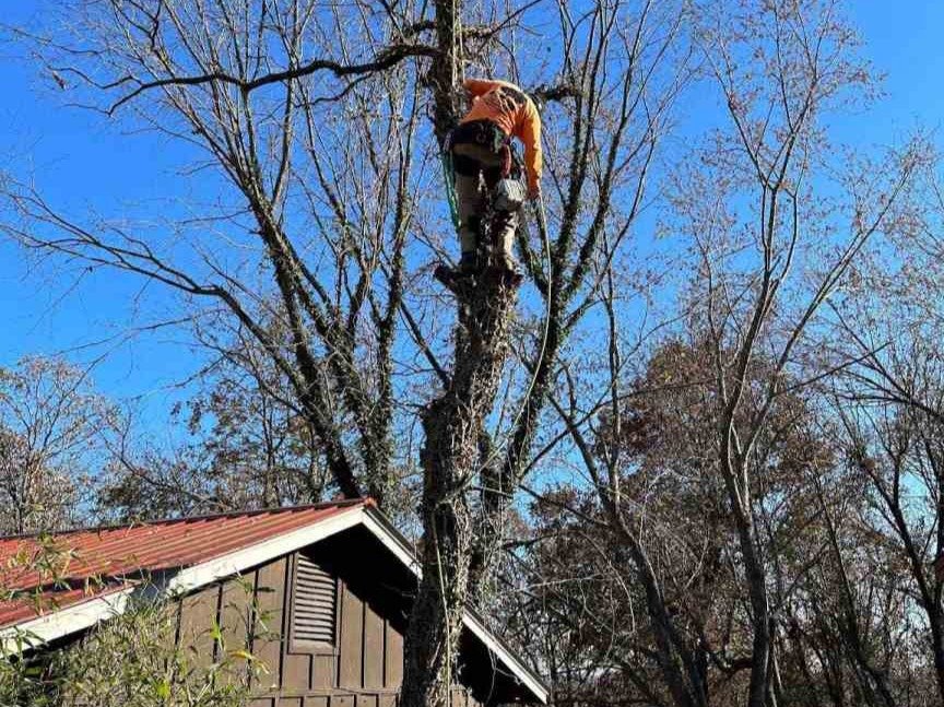 Luchos Tree Services
