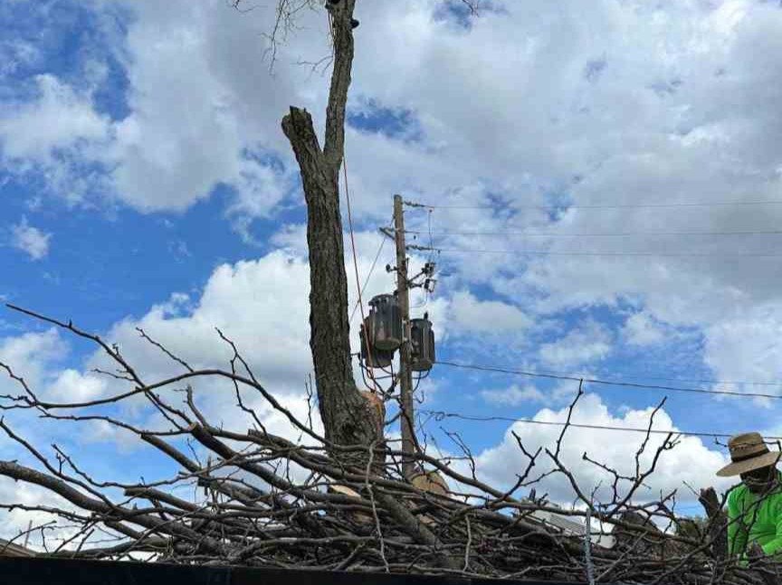 Luchos Tree Services