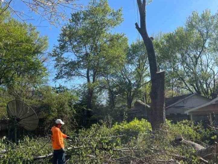 Luchos Tree Services