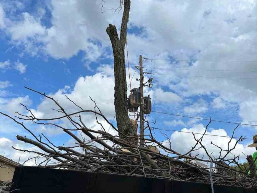 Luchos Tree Services