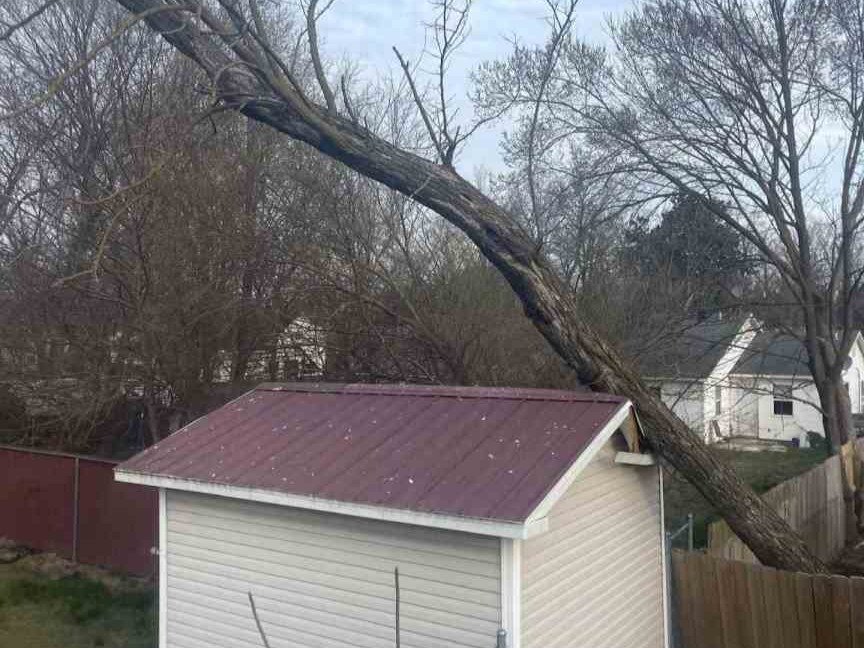 Luchos Tree Services