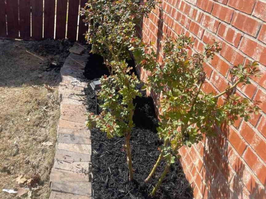 Luchos Tree Services