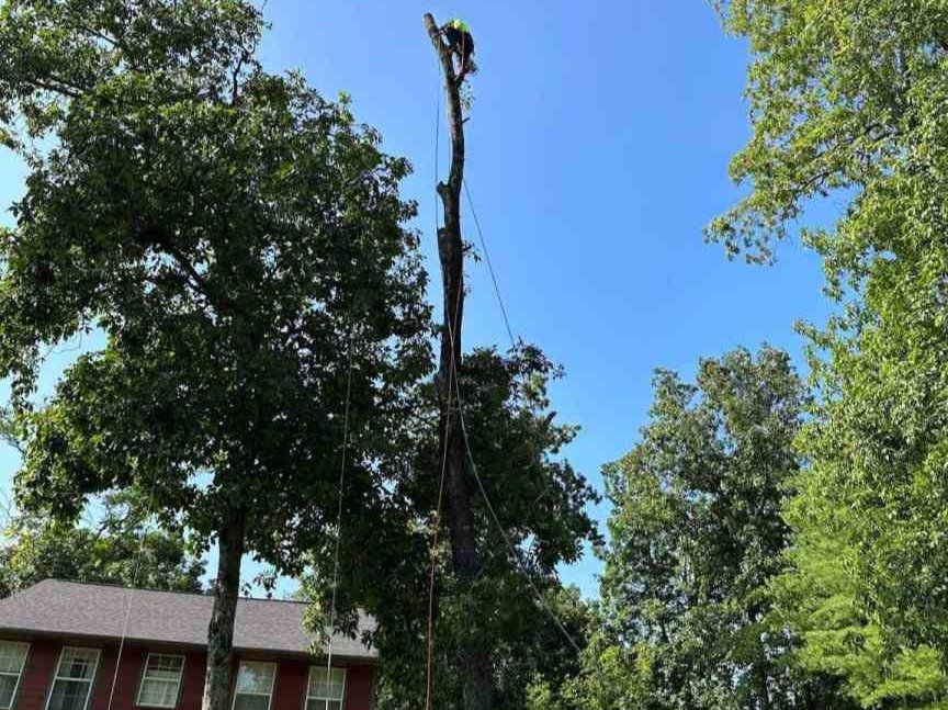 Luchos Tree Services