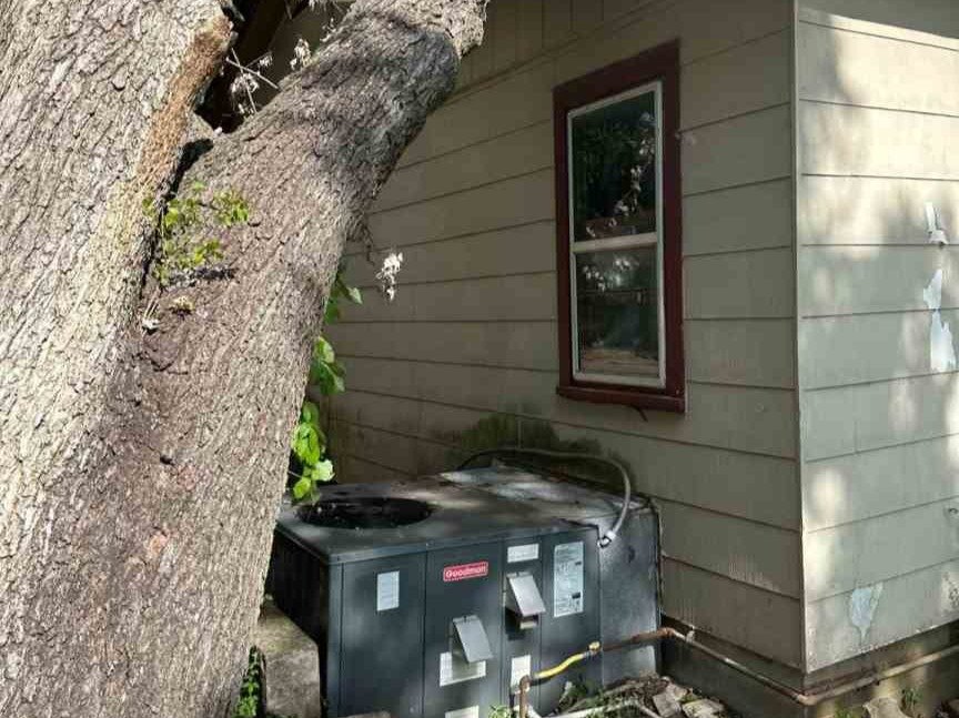 Luchos Tree Services