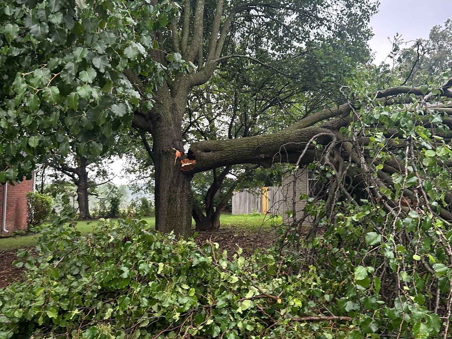 Luchos Tree Services