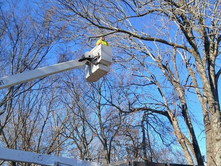 Luchos Tree Services