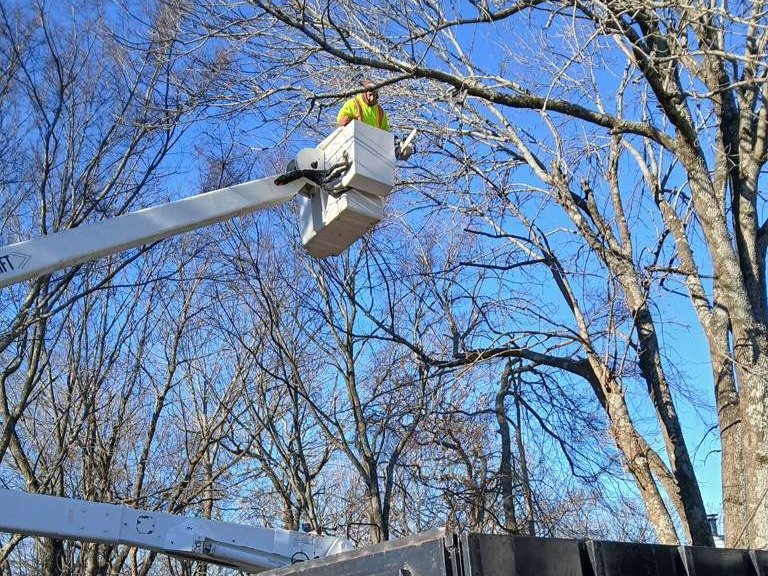 Luchos Tree Services