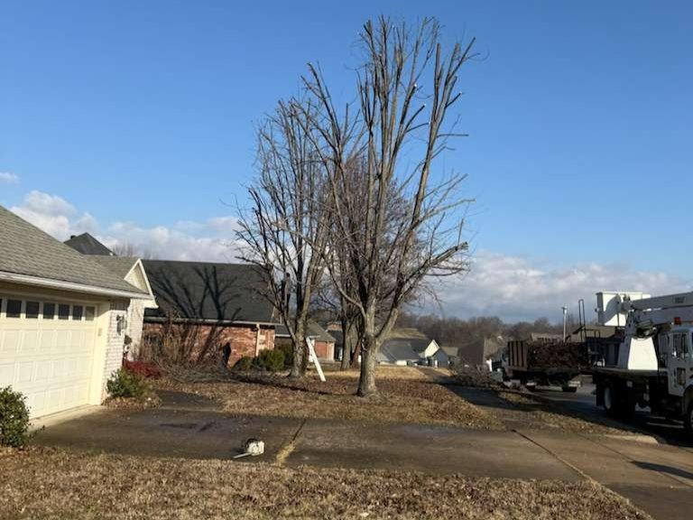 Luchos Tree Services