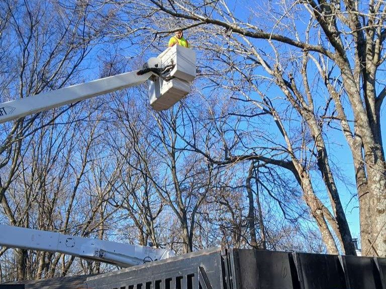 Luchos Tree Services