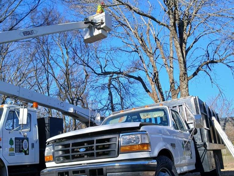 Luchos Tree Services