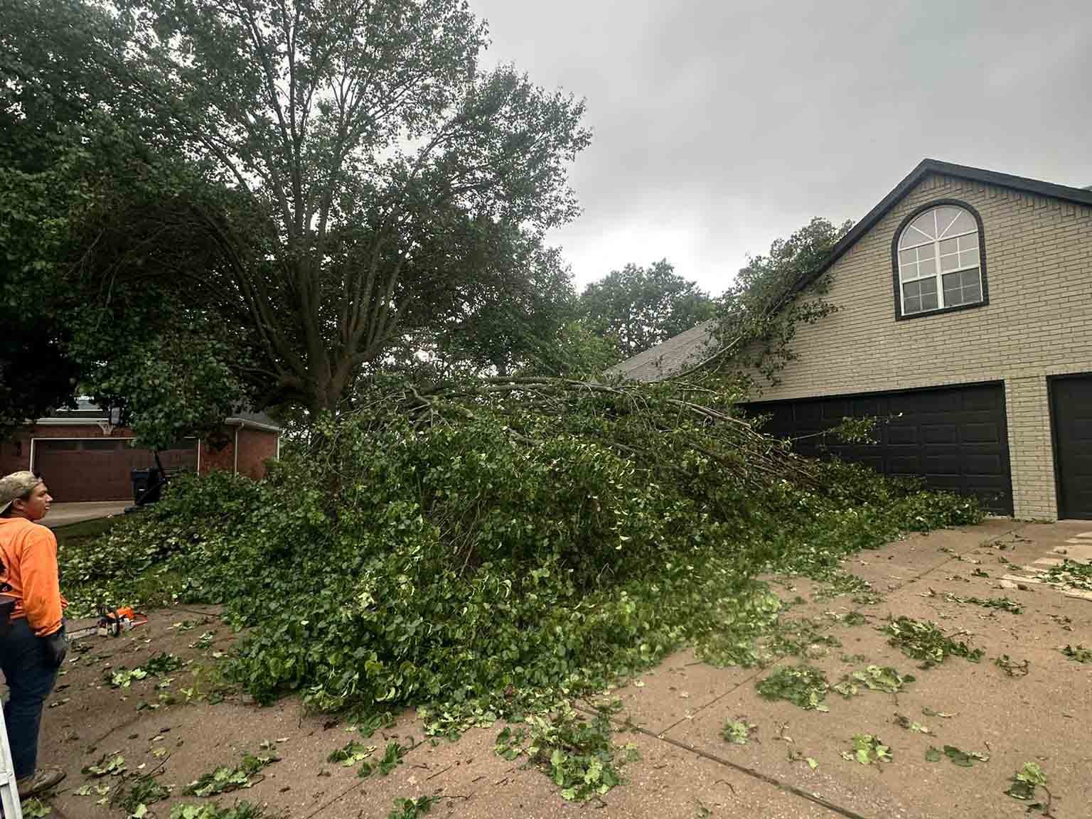 Luchos Tree Services