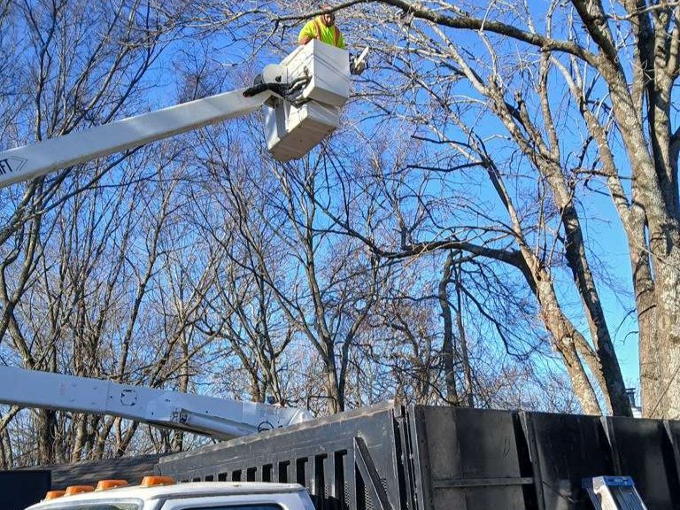 Luchos Tree Services