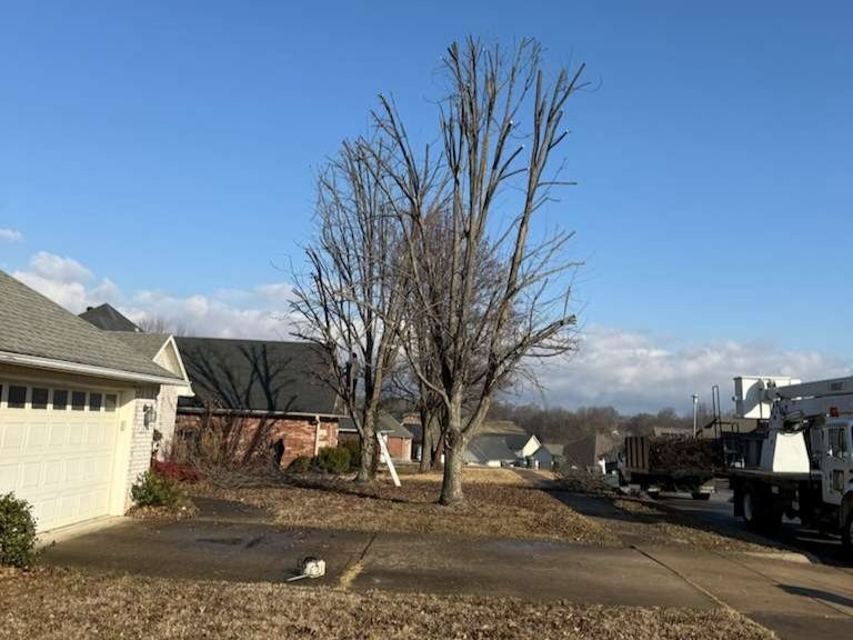 Luchos Tree Services