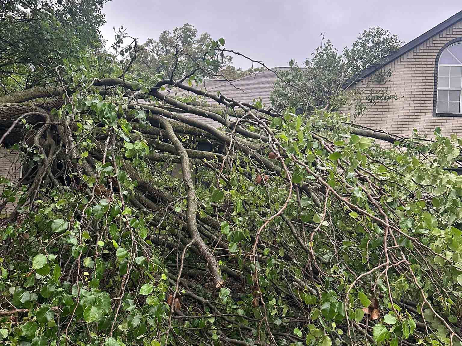 Luchos Tree Services