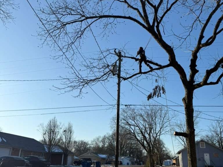 Luchos Tree Services