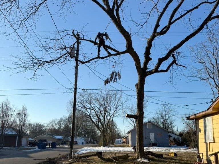 Luchos Tree Services