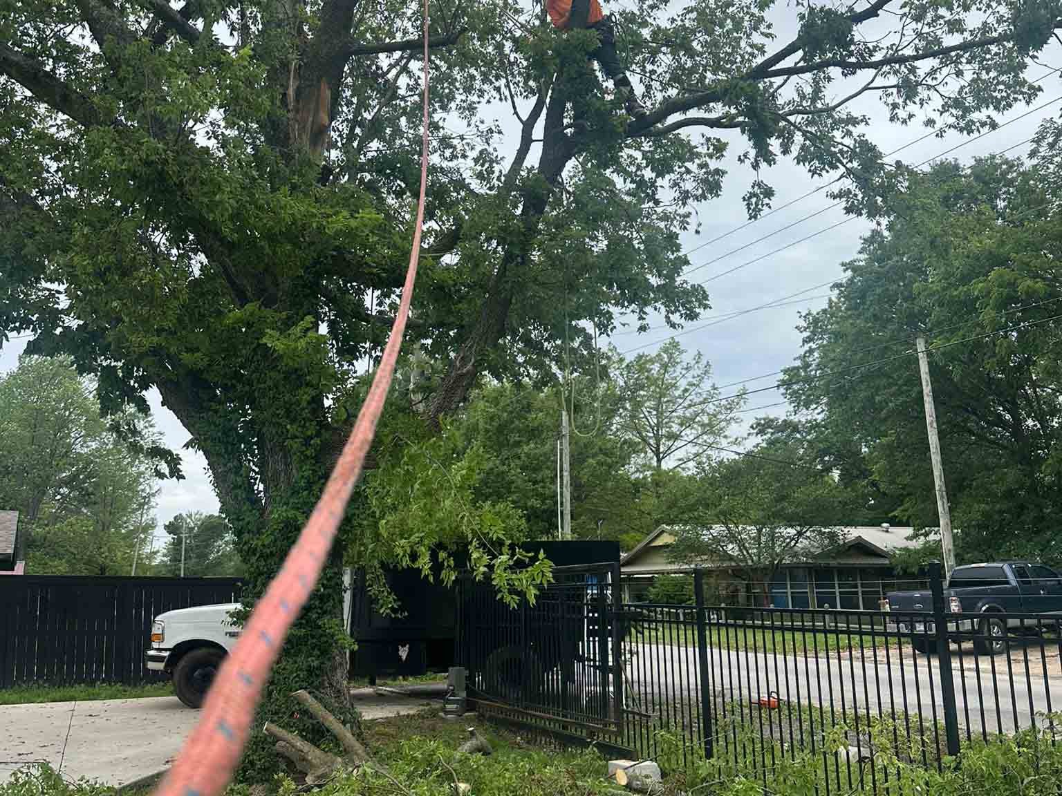 Luchos Tree Services