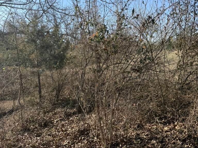 Luchos Tree Services