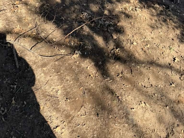 Luchos Tree Services