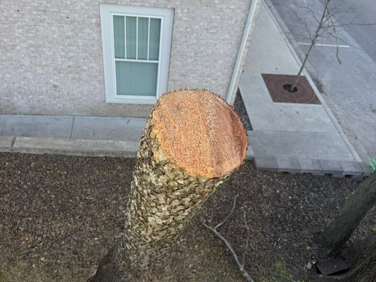 Luchos Tree Services