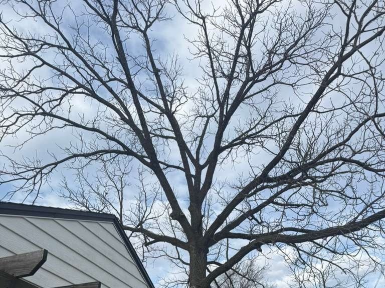 Luchos Tree Services